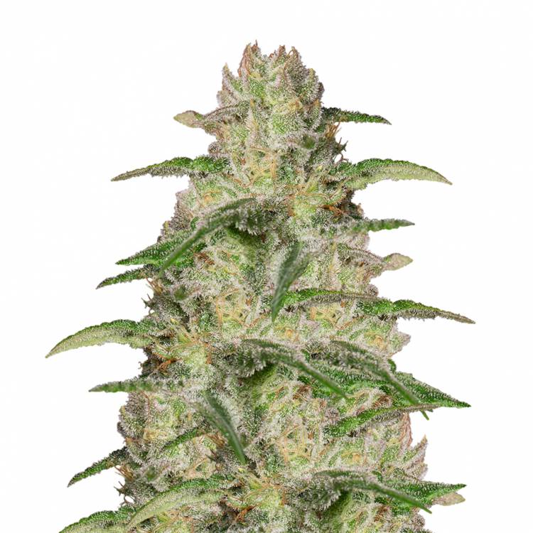 семена конопли в России OG Kush CBD feminised Medical Seeds