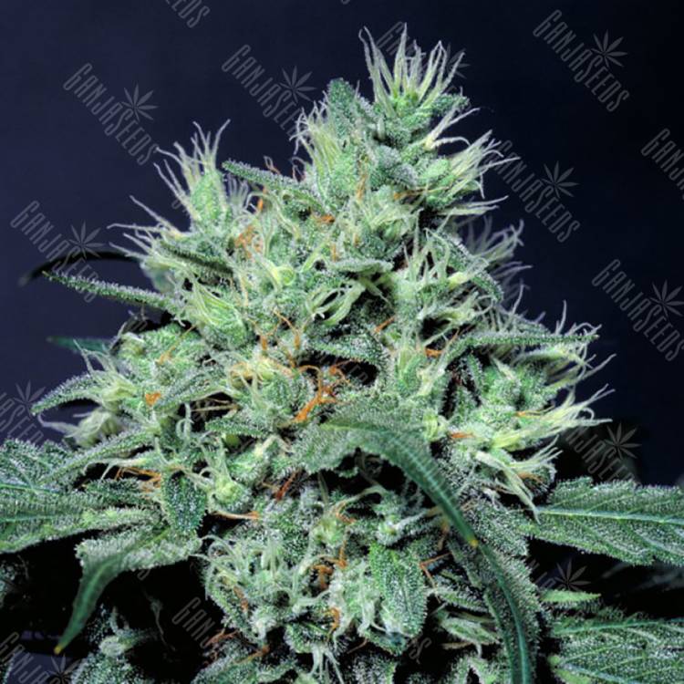 конопля семена сорта заказать Dutch Dragon feminised Paradise Seeds