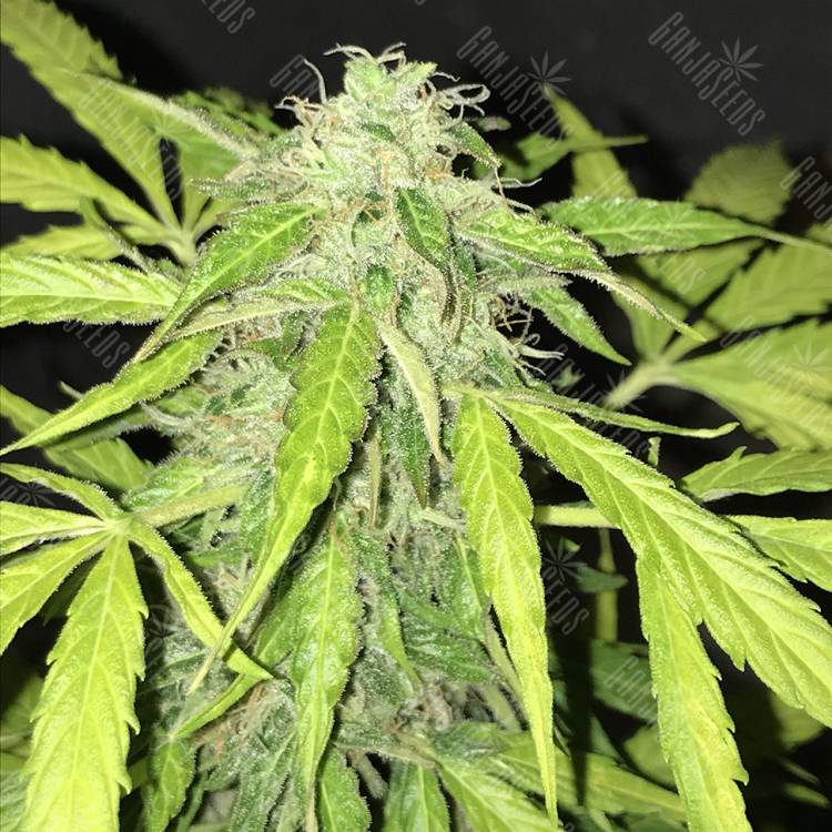 заказать качественные семена конопли Cream Caramel feminised Sweet Seeds