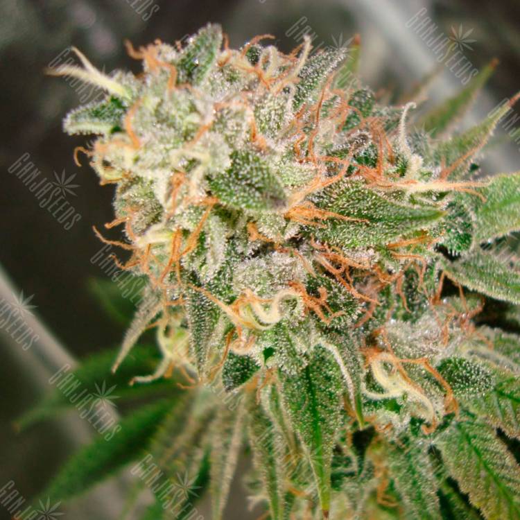 Семена конопли Cookies Kush feminised Ganja Seeds
