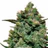 Семена марихуаны Cookies Kush feminised Ganja Seeds