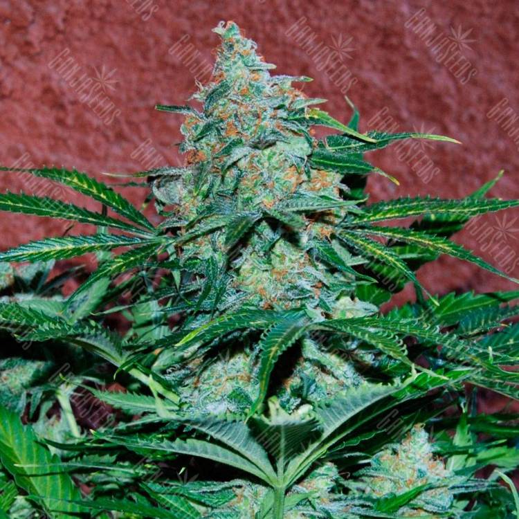 семена конопли для курения Auto Amnesia feminised Ganja Live Seeds