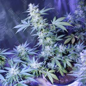 Auto AK 47 regular Ganja Seeds