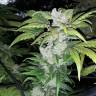 семена конопли для курения Blue Queen feminised