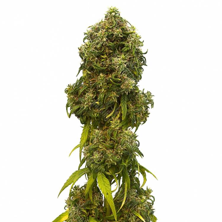 где можно заказать семена конопли A.M.S. feminised Green House Seeds