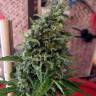 CBD Kush feminised Dutch Passion Seeds