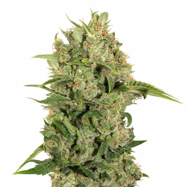 Cheese feminised Breeders Community Seeds