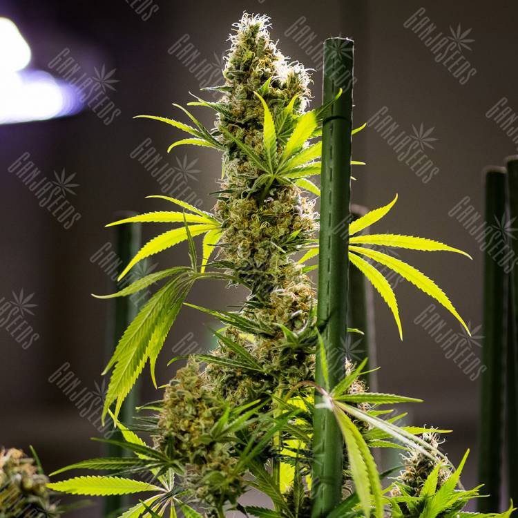 семена конопли в фирменной упаковке Auto Pipi regular