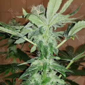 CBD Critical Cure feminised Barneys Farm