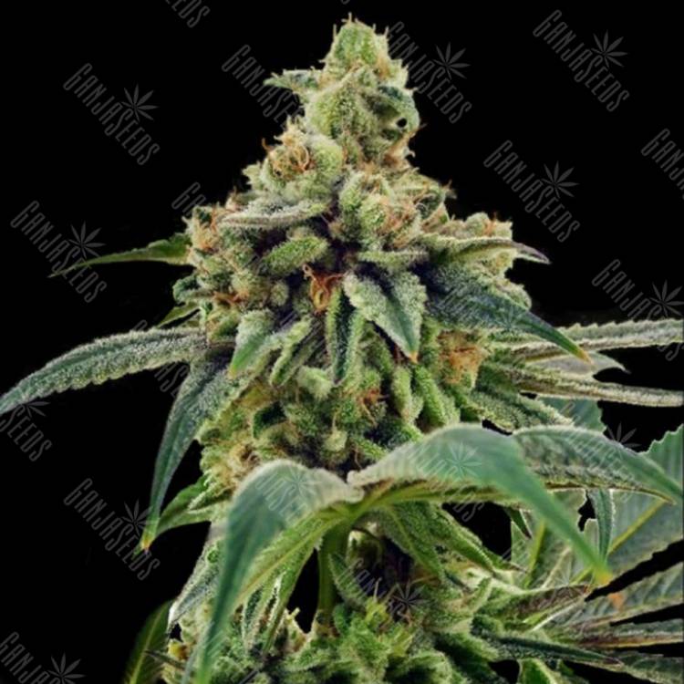 семена конопли почтой Training Day feminised DNA Genetics