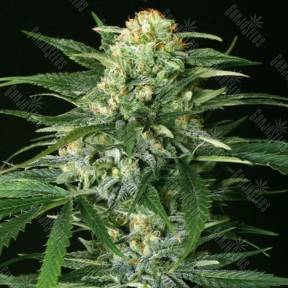 Devil Kush regular Exotic Seed