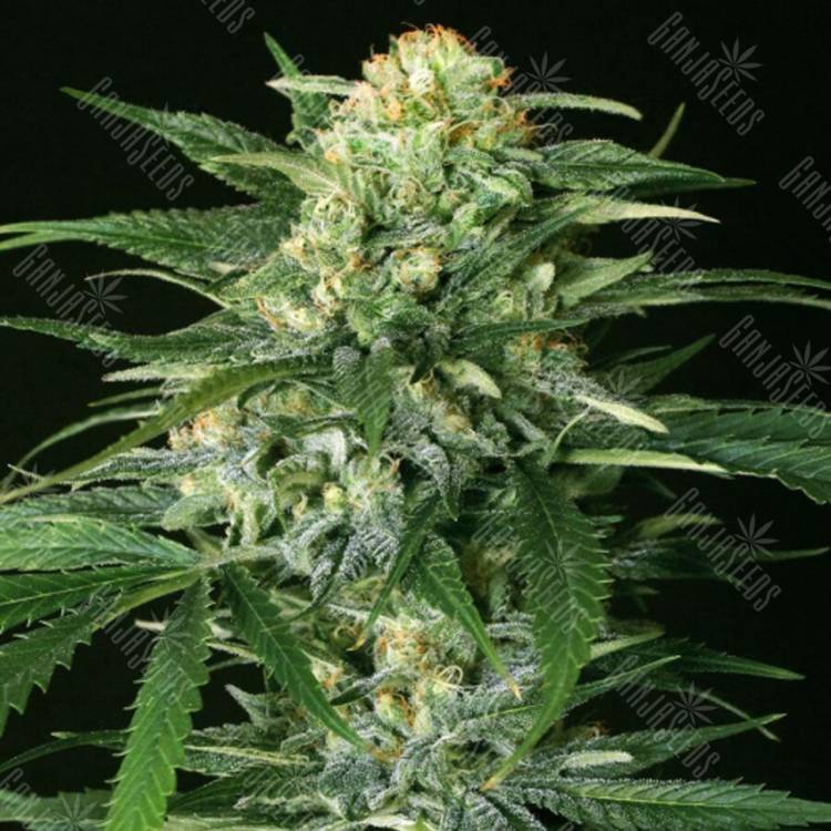 семена конопли для выращивания Devil Kush regular Exotic Seed