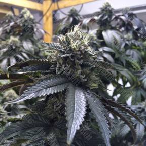 Ewe-2 feminised Humboldt Seeds