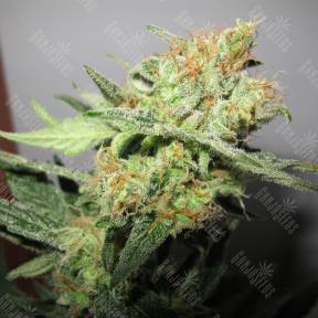 Y Griega CBD feminised Medical Seeds