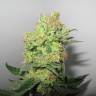 семена конопли индика Y Griega CBD feminised Medical Seeds