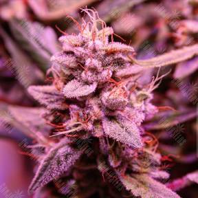 Dutch Kush feminised Paradise Seeds