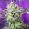 семена конопли в оригинальных упаковках Fresh Candy feminised Pyramid Seeds