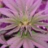семена конопли интернет магазин Fresh Candy feminised Pyramid Seeds