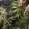заказ семян конопли Москва Northern Light feminised Royal Queen
