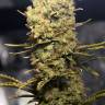 семена конопли курьером Northern Light feminised Royal Queen