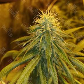 Cream Mandarine F1 Fast Version feminised Sweet Seeds
