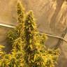 Auto Big Bud XXL feminised Ganja Seeds недорого