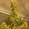 Auto Big Bud XXL feminised Ganja Seeds качественные