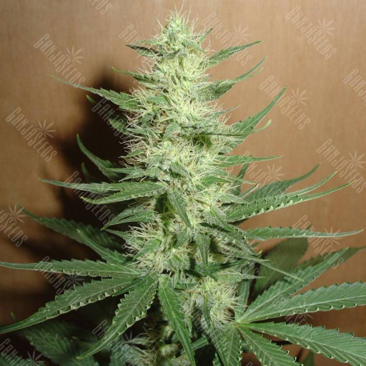семена конопли дешево Auto Big Bud feminised Ganja Live Seeds