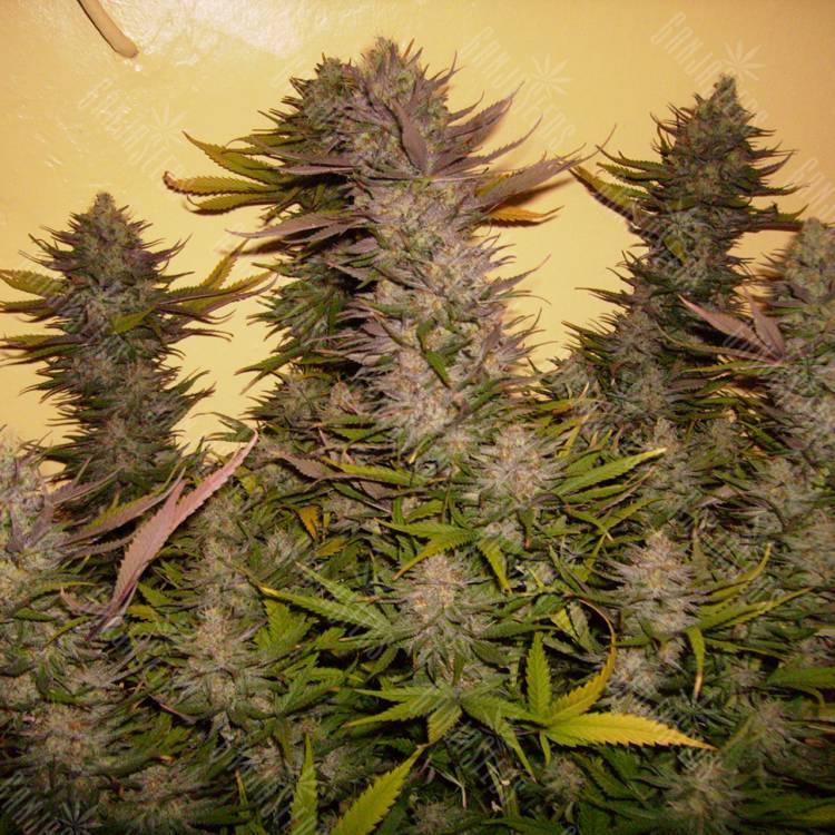 конопля семена сорта заказать GH Cheese feminised Green House Seeds
