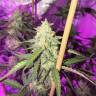 семена индийской конопли GH Cheese feminised Green House Seeds