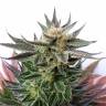 заказ семян конопли Москва GH Cheese feminised Green House Seeds