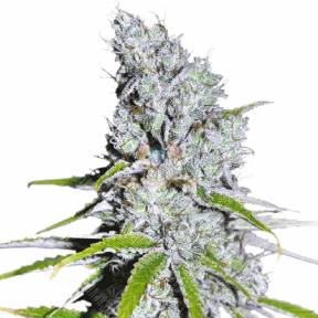 CBD Skunk Haze feminised Dutch Passion Seeds