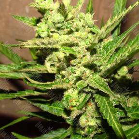 Early Skunk feminised Breeders Community Seeds