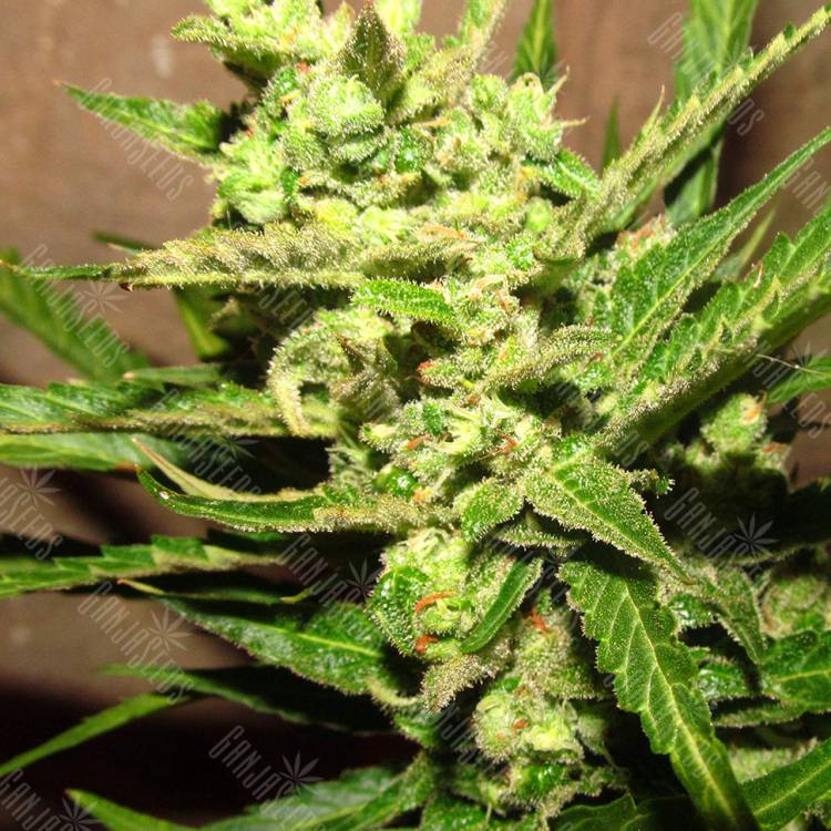 Early Skunk feminised Breeders Community Seeds