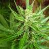 Early Skunk feminised Breeders Community Seeds
