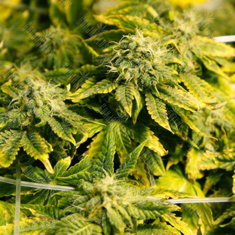 семена конопли недорого Era regular Ganja Seeds