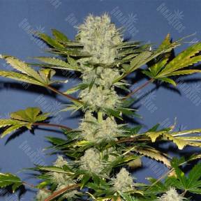 Auto Power Skunk regular Ganja Seeds