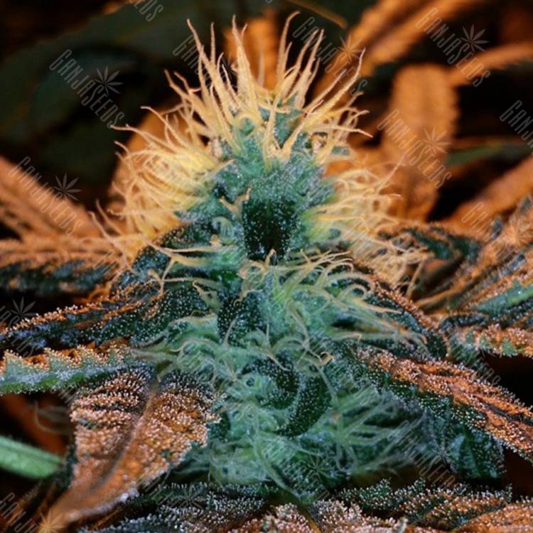 заказать на сайте семена конопли Afghan Hash Plant regular Barneys Farm