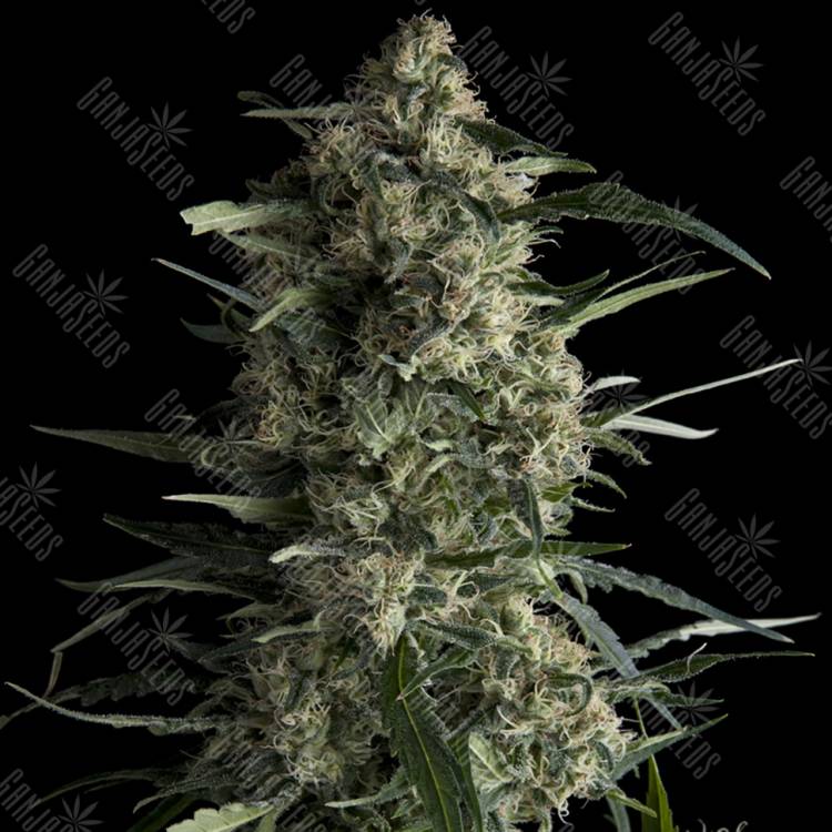 семена конопли Россия Galaxy feminised Pyramid Seeds