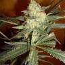 заказ семян конопли Москва Galaxy feminised Pyramid Seeds