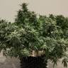 семена конопли Galaxy feminised Pyramid Seeds