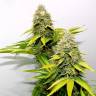 семена конопли почтой O.G. Kush feminised Royal Queen