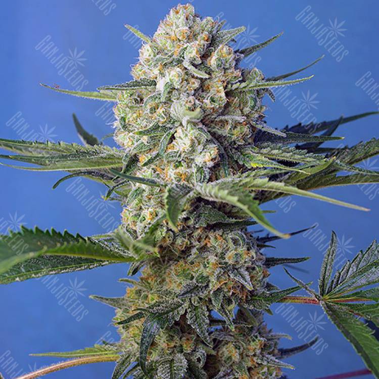 семена культурной конопли купить Crystal Candy F1 Fast Version feminised Sweet Seeds