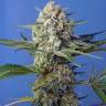 семена культурной конопли купить Crystal Candy F1 Fast Version feminised Sweet Seeds