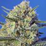 семена конопли индика Crystal Candy F1 Fast Version feminised Sweet Seeds
