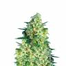 Семена марихуаны оптом Auto Jack 47 feminised Ganja Seeds