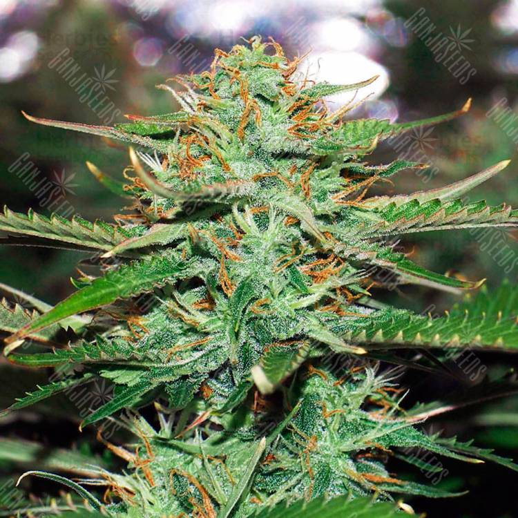 Недорогие семена конопли Auto Jack 47 feminised Ganja Seeds