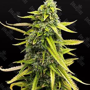 Auto Bubble Gum feminised GanjaLiveSeeds