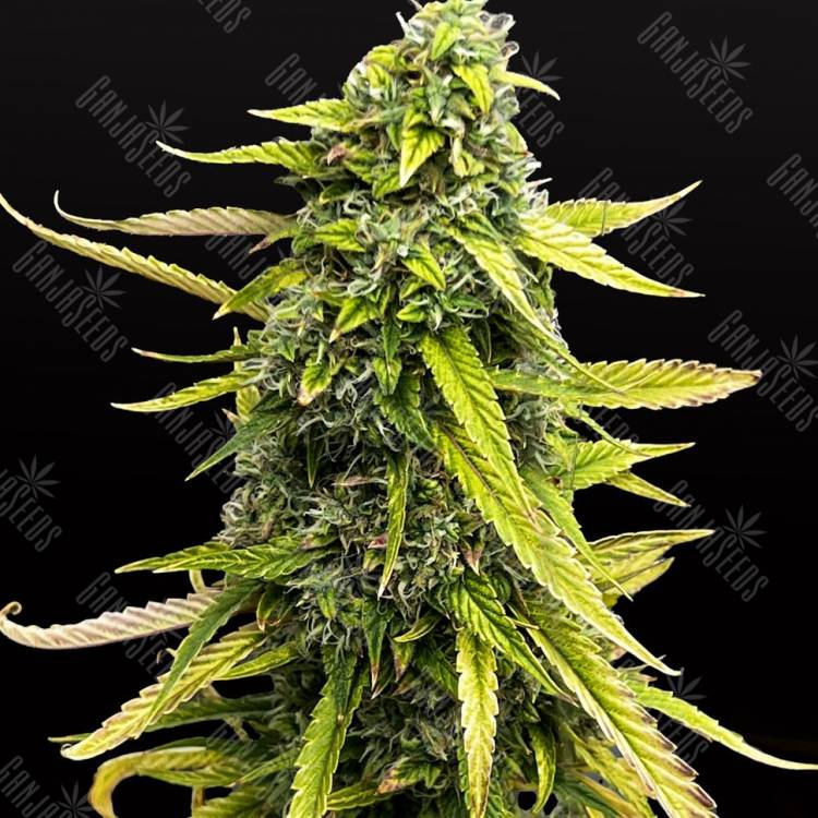 семена конопли качественных сортов Auto Bubble Gum feminised