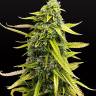 семена конопли качественных сортов Auto Bubble Gum feminised